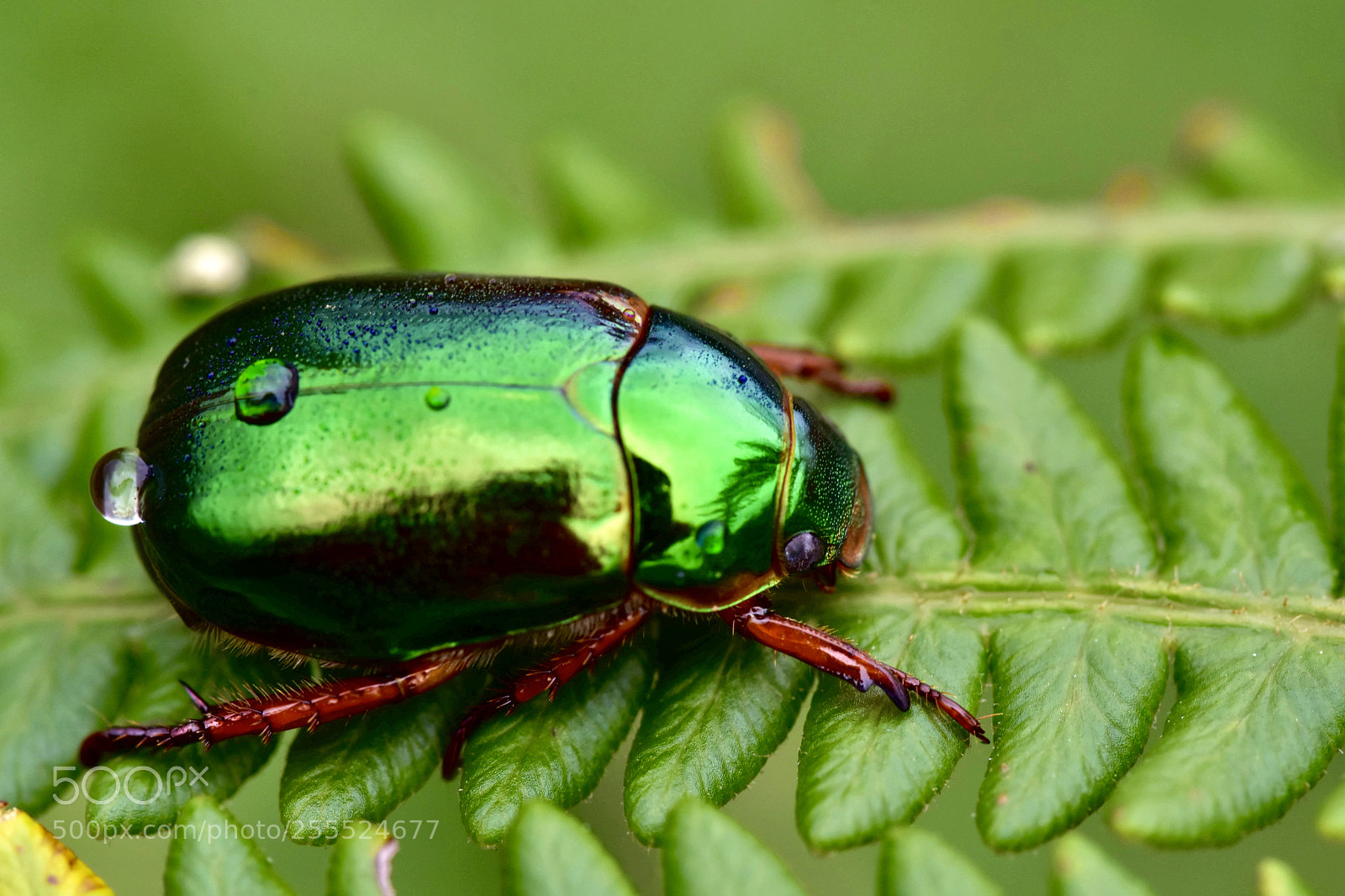 Nikon D7200 sample photo. Tumblebug photography