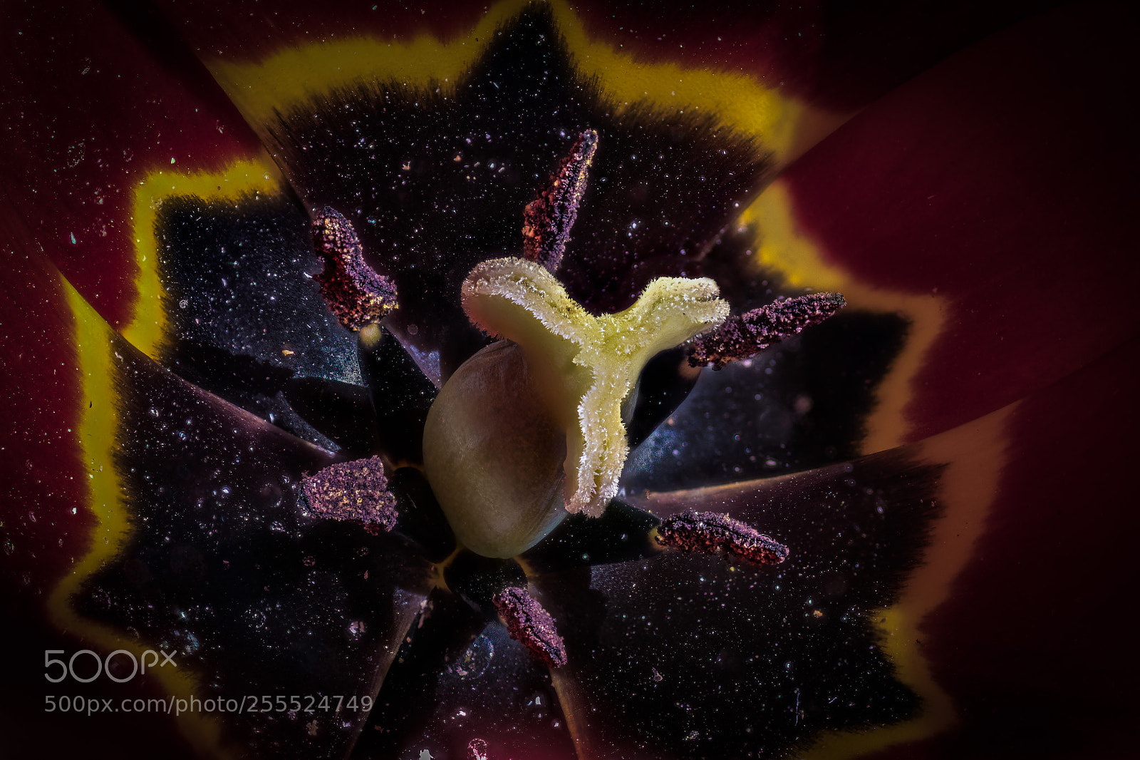 Nikon D7500 sample photo. Tulipan procesada photography