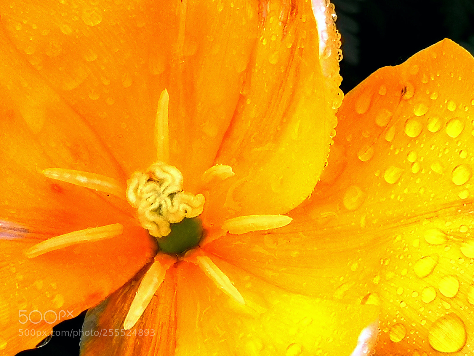 HUAWEI CLT-L09 sample photo. Yellow photography