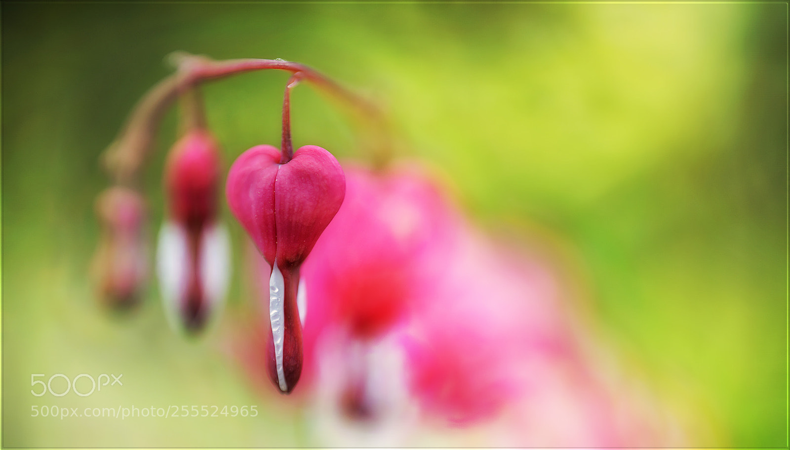 Sony a7R II sample photo. Wenn herzen fliegen ... photography