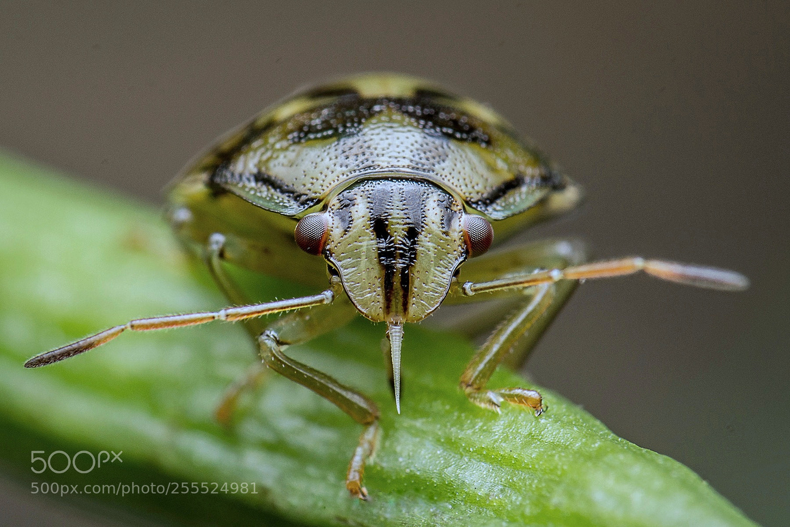 Nikon D7200 sample photo. Stink bug photography