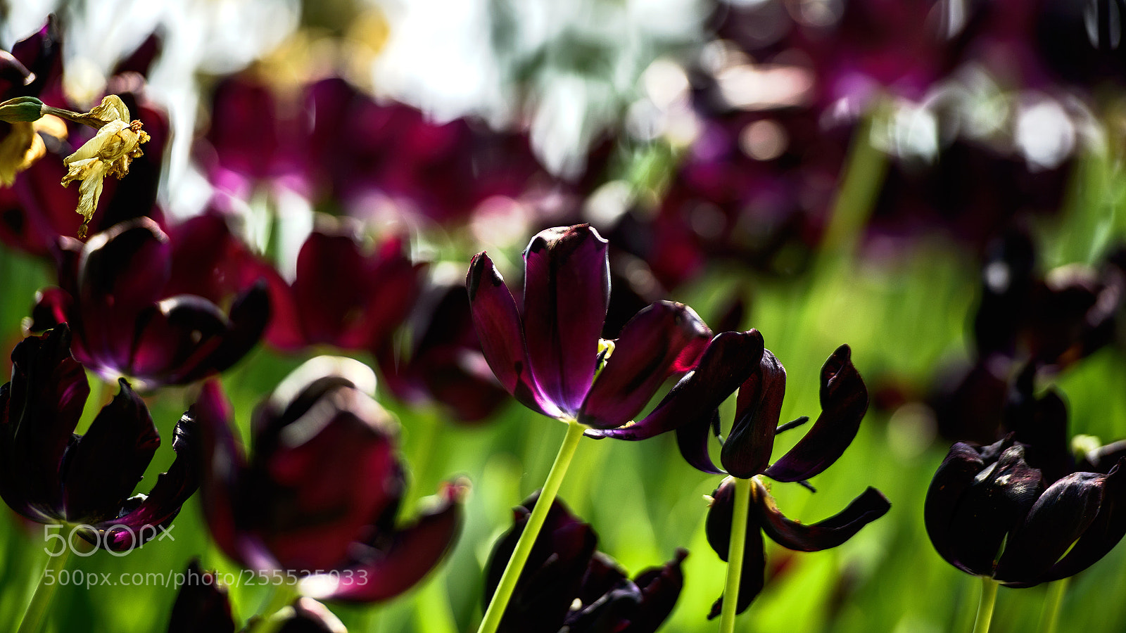 Nikon D800 sample photo. Tulips purple photography