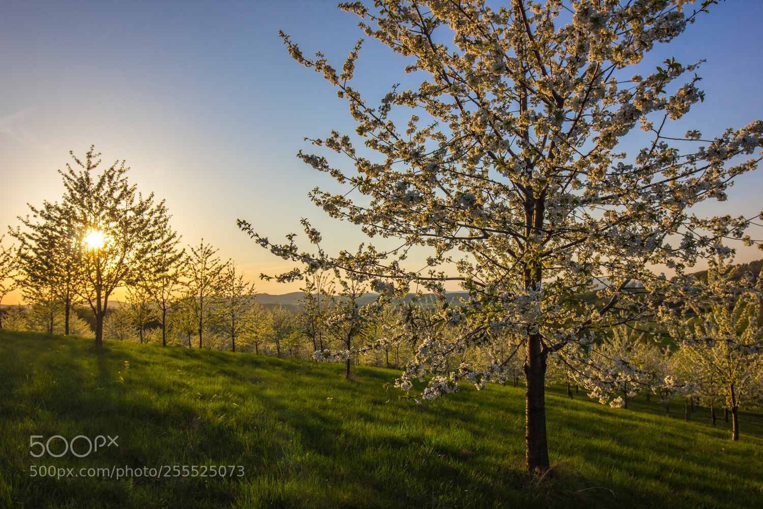 Canon EOS 550D (EOS Rebel T2i / EOS Kiss X4) sample photo. Cherry orchard photography