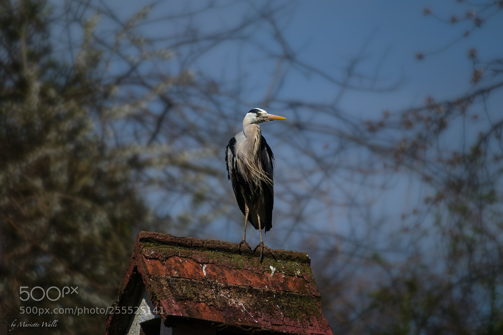 Canon EOS M5 sample photo. A heron in st photography