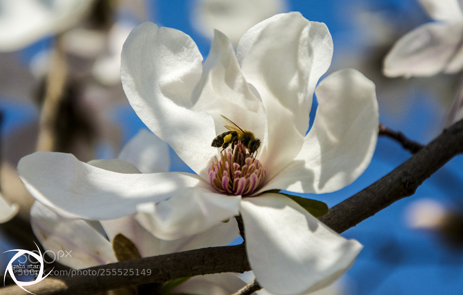 Nikon D7100 sample photo. Honey-bee on magnolia... photography