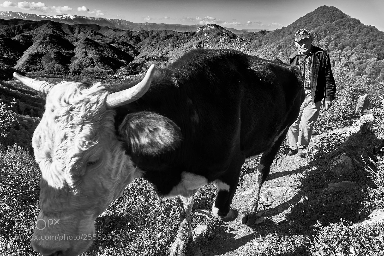 Sony a6000 sample photo. The mountain shepherd photography