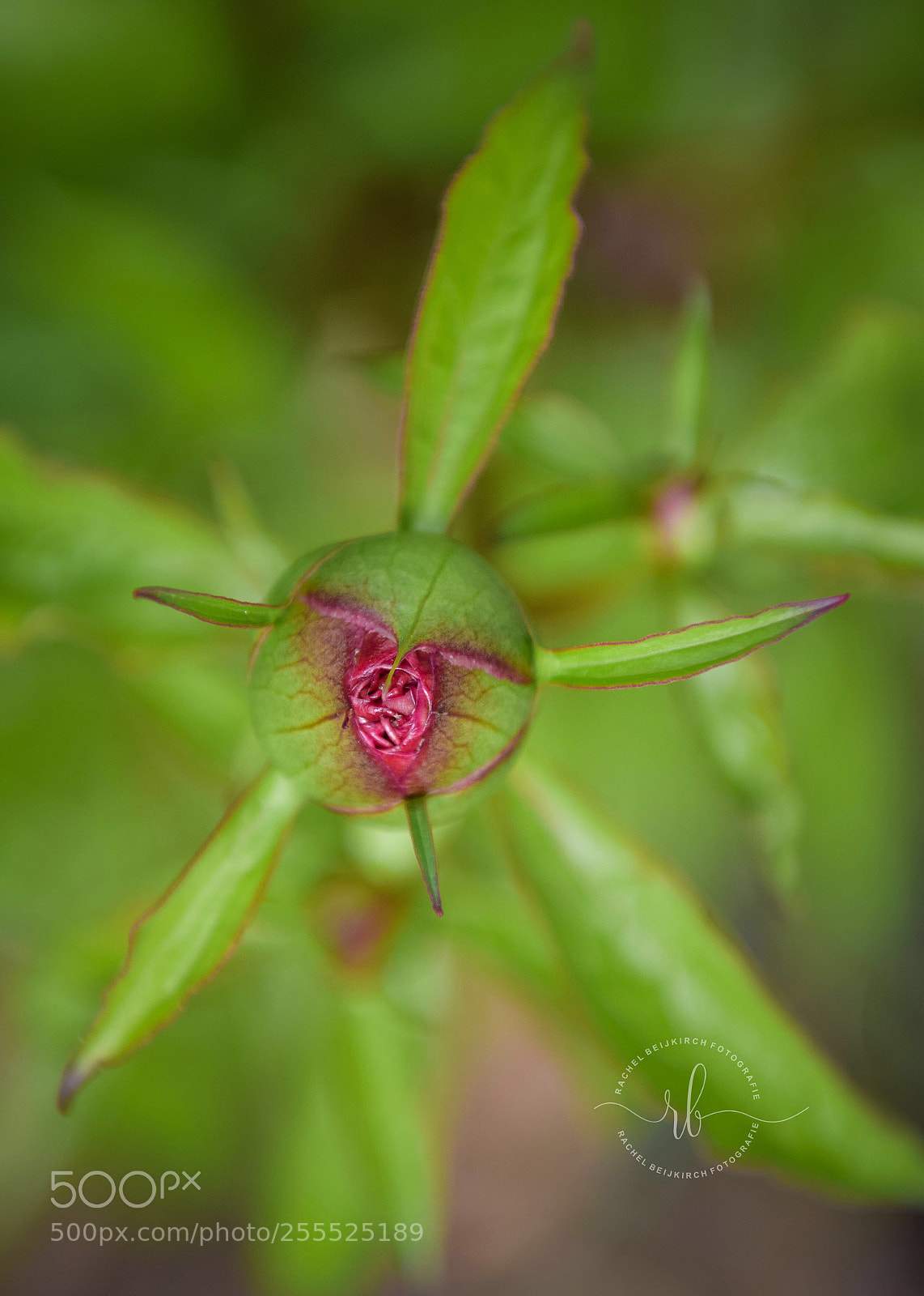 Nikon D5300 sample photo. Untitled photography