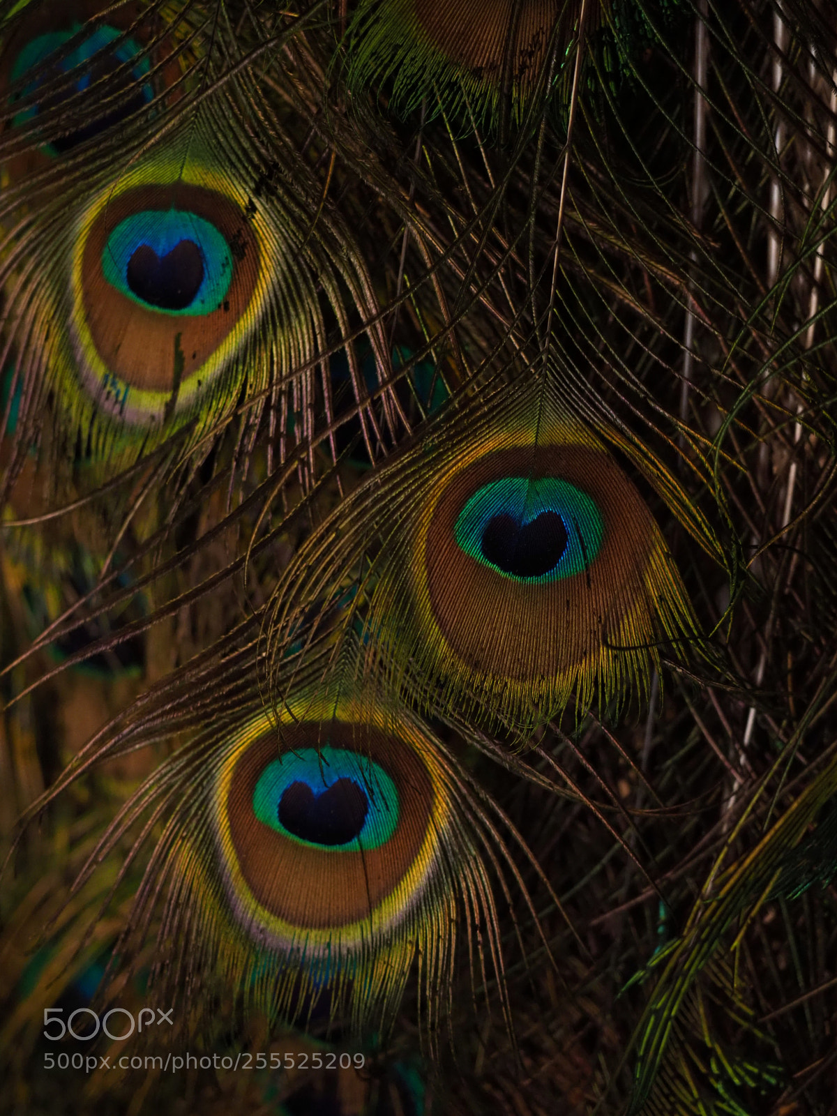Olympus OM-D E-M1 Mark II sample photo. Peacock photography