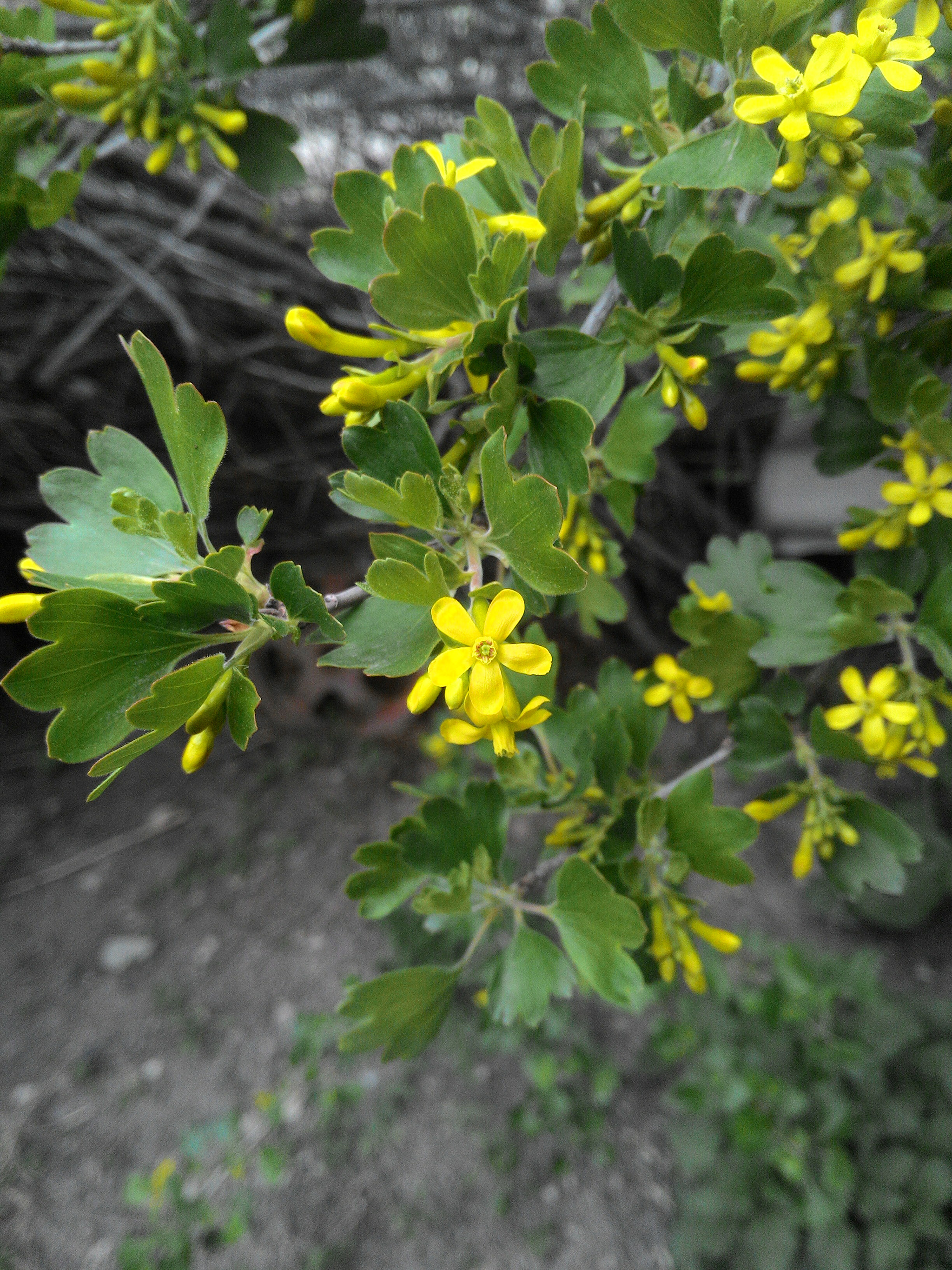 ASUS Z002 sample photo. Wild red currant flower photography