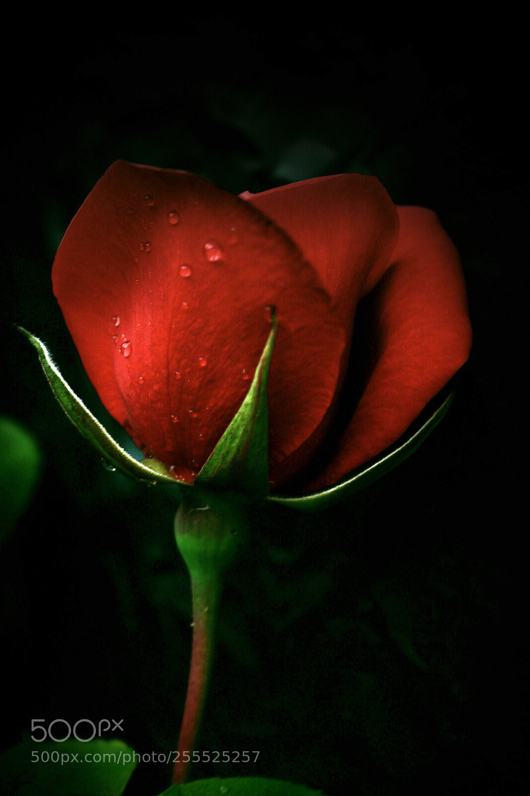 Canon EOS 700D (EOS Rebel T5i / EOS Kiss X7i) sample photo. Rojo. photography