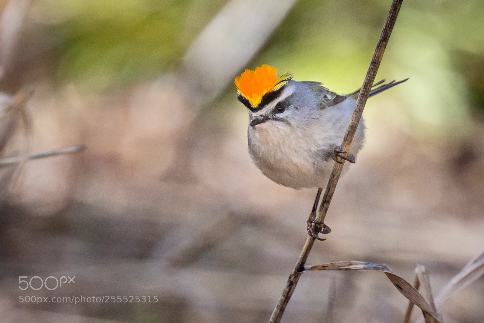 Canon EOS 5D Mark IV sample photo. Golden-crowned kinglet photography