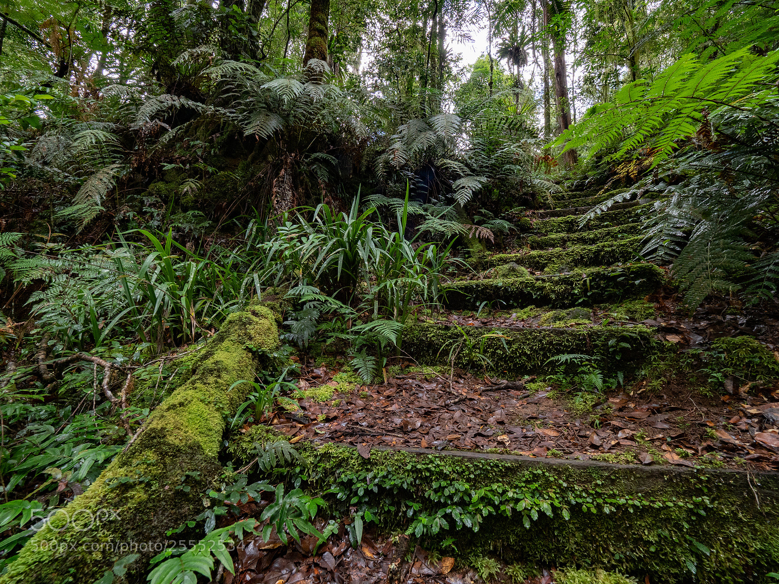 Olympus OM-D E-M1 Mark II sample photo. Brindle creek walk photography