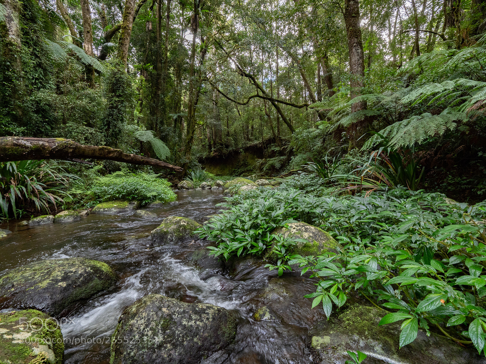 Olympus OM-D E-M1 Mark II sample photo. Brindle creek walk photography