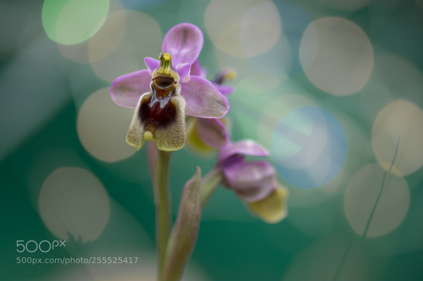 Nikon D7200 sample photo. Orqu dea abejera ophrys photography