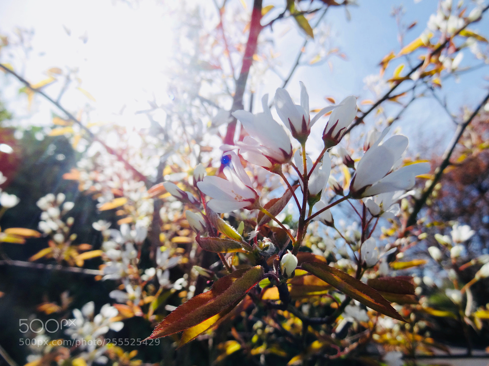 Sony DSC-HX50 sample photo. Spring blooms photography