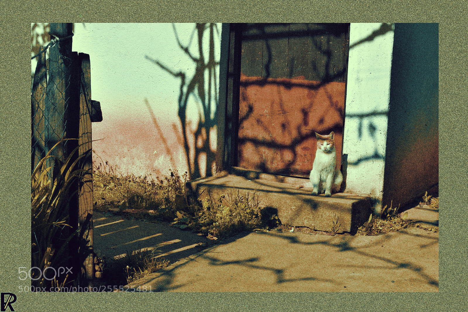 Nikon D3300 sample photo. Sharka 2 | cats edition 10 photography