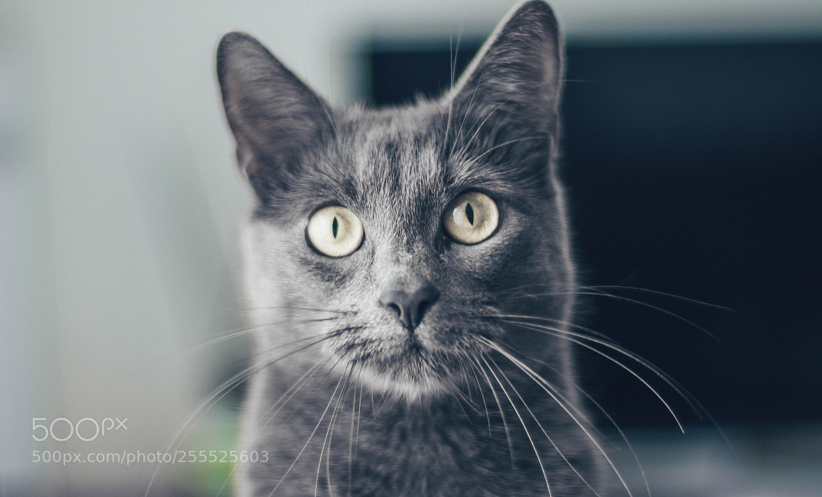 Canon EOS 800D (EOS Rebel T7i / EOS Kiss X9i) sample photo. Blue cat. photography