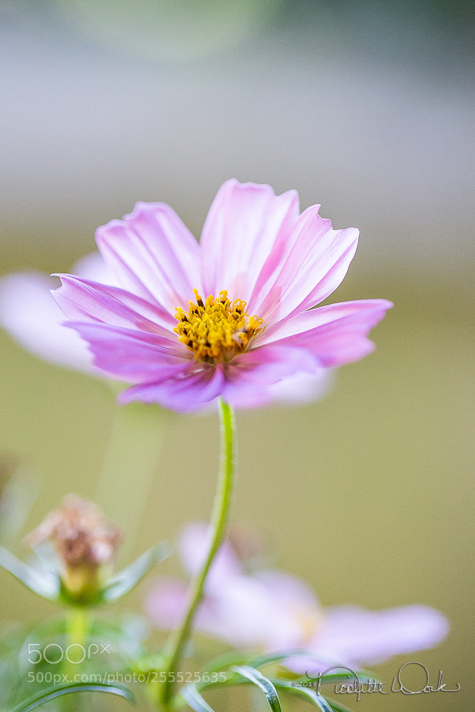 Canon EOS 6D sample photo. Alone photography