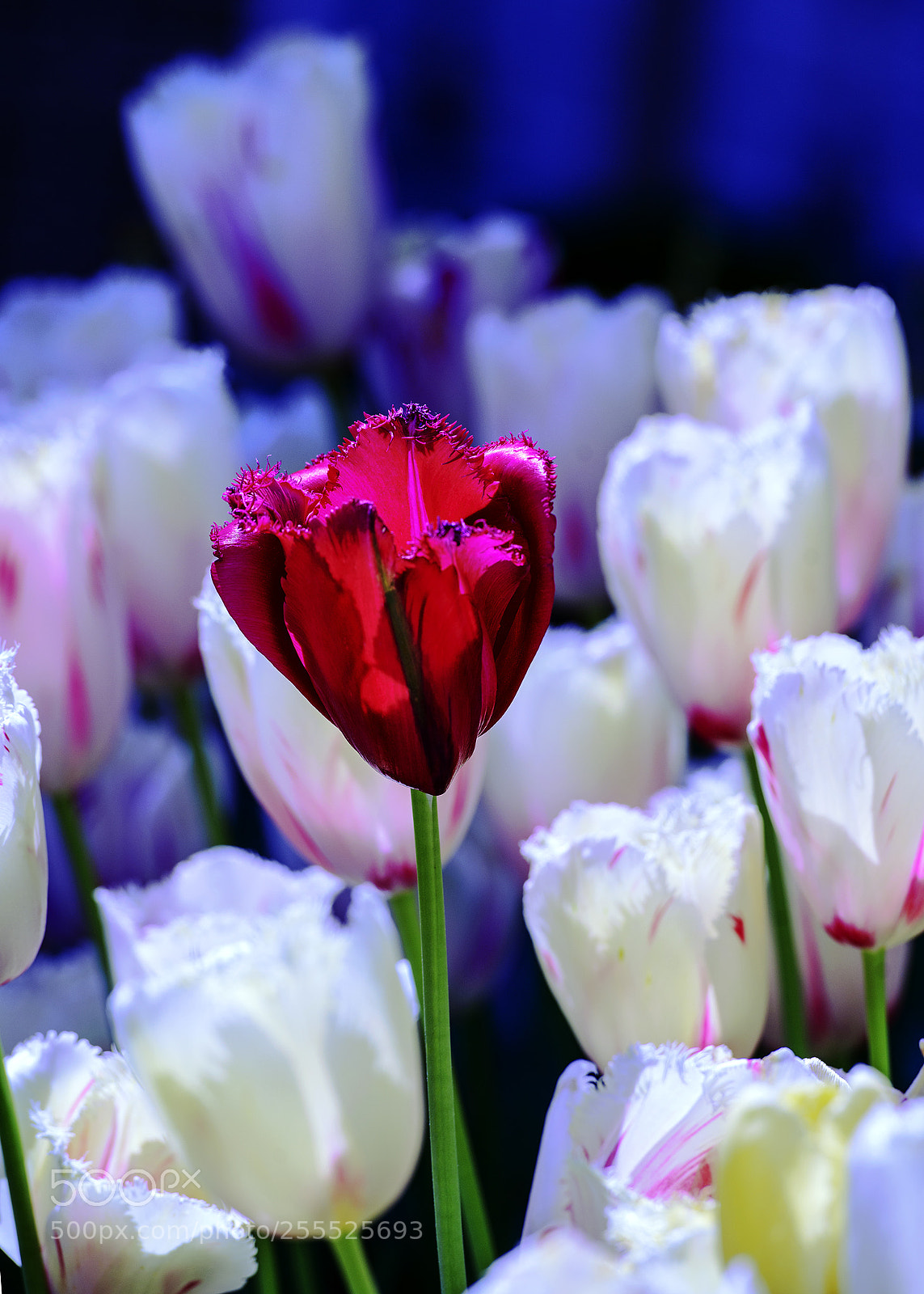 Nikon D800 sample photo. Tuloen photography