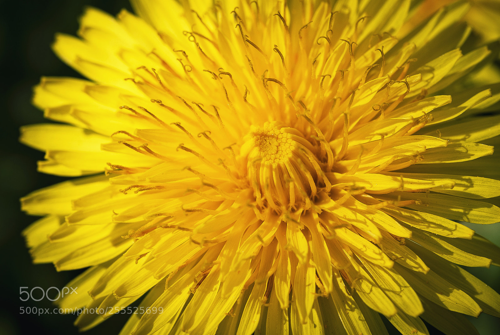 Nikon D5500 sample photo. Detail on dandelion flower photography