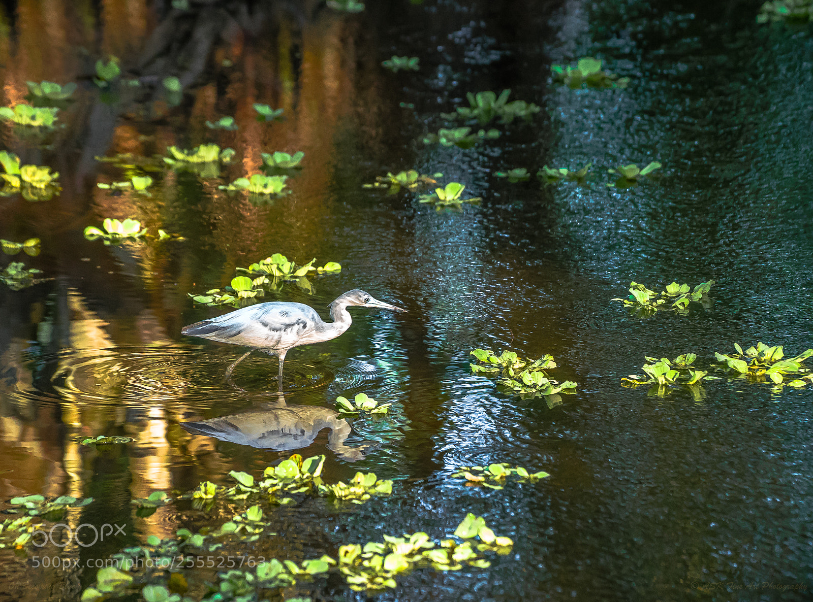 Sony a7 sample photo. On becoming blue photography