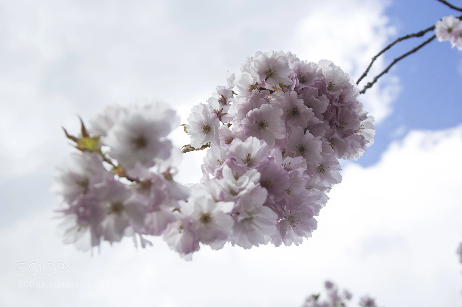 Canon EOS 60D sample photo. Dance in springtime photography