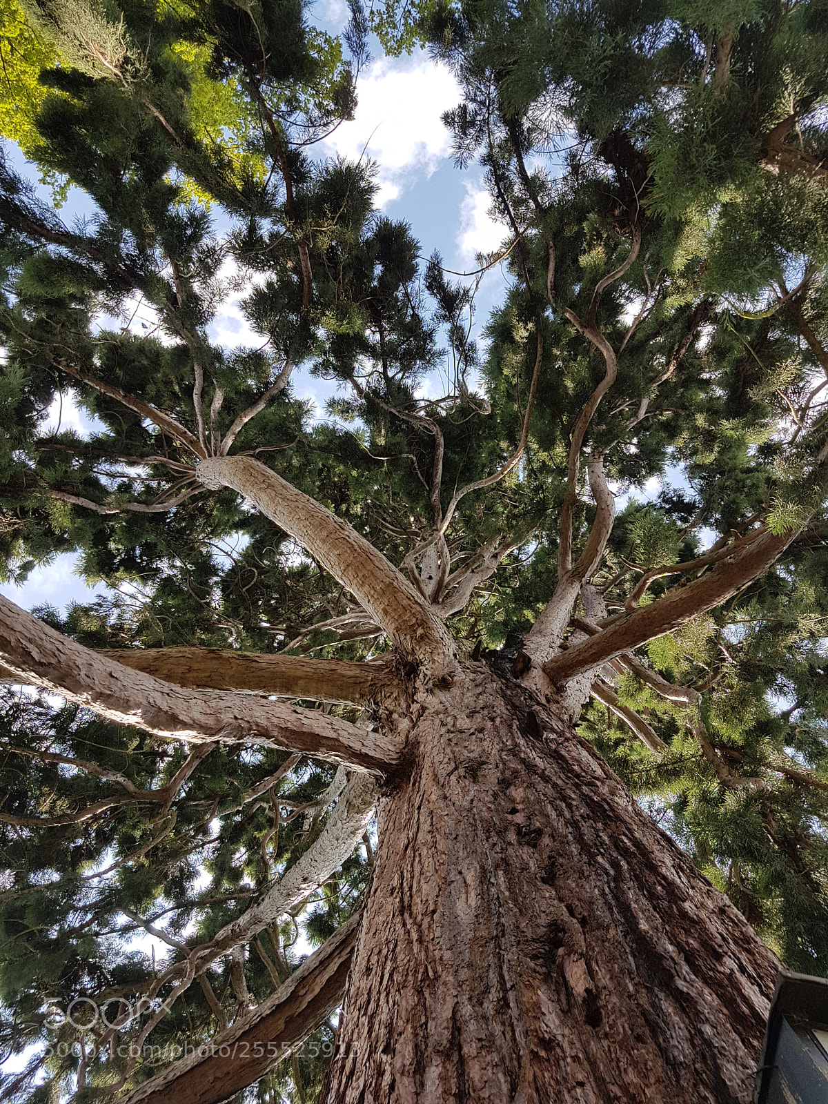 Samsung Galaxy S7 sample photo. Mammut tree photography