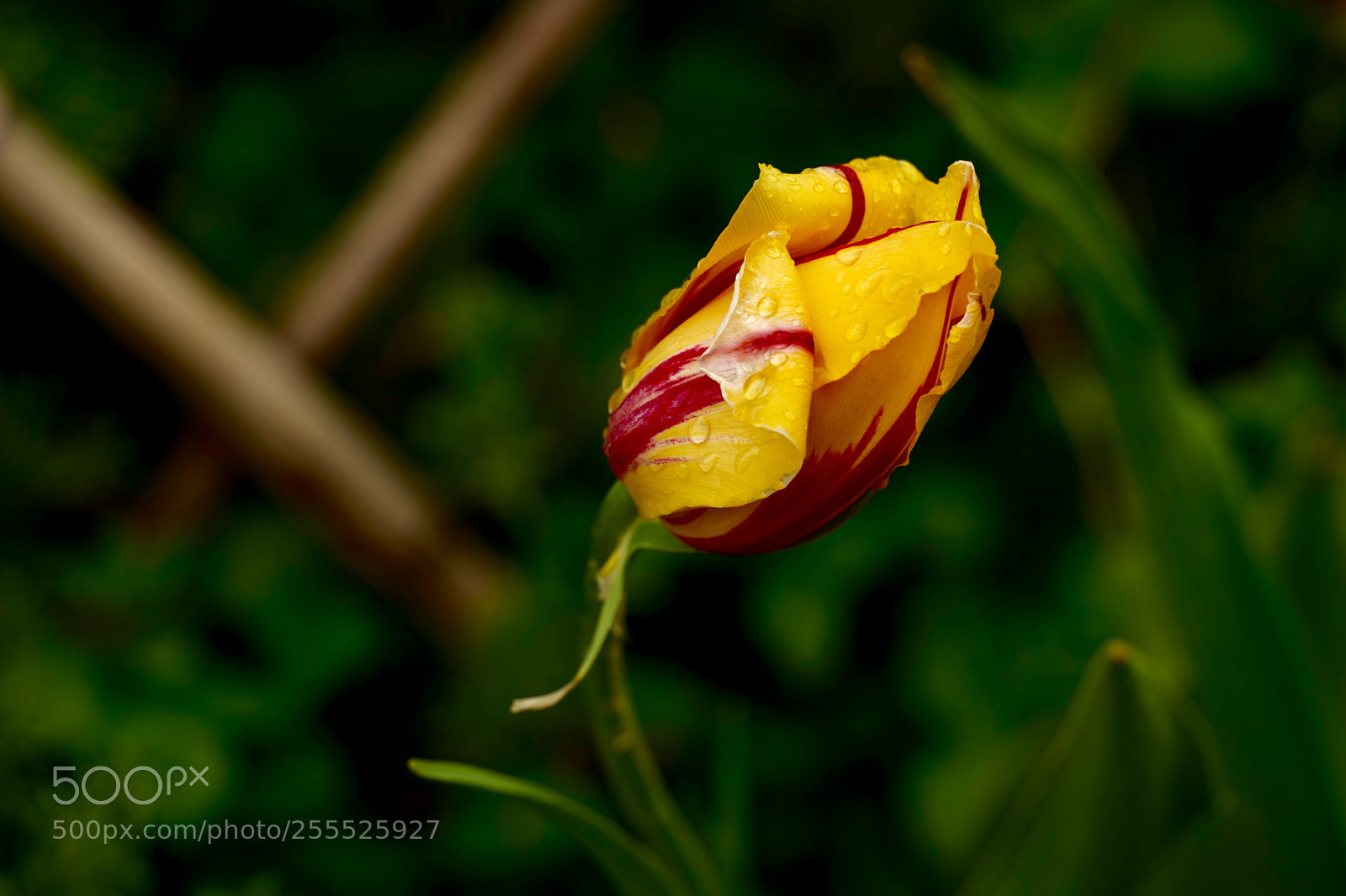 Leica SL (Typ 601) sample photo. Untitled photography