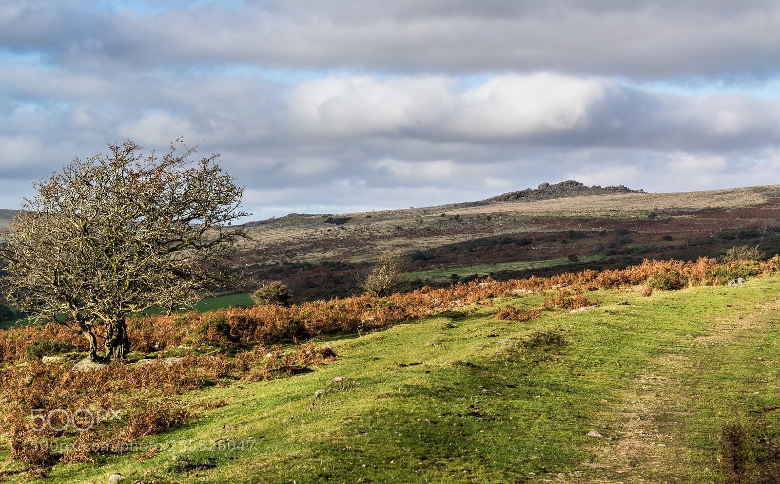 Nikon D610 sample photo. A walk on dartmoor photography