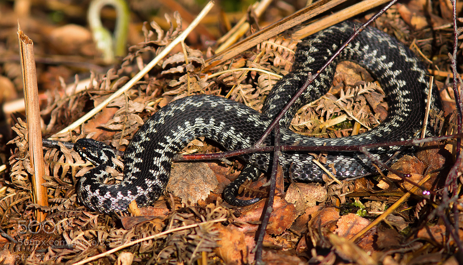 Canon EOS 7D Mark II sample photo. Male adder photography