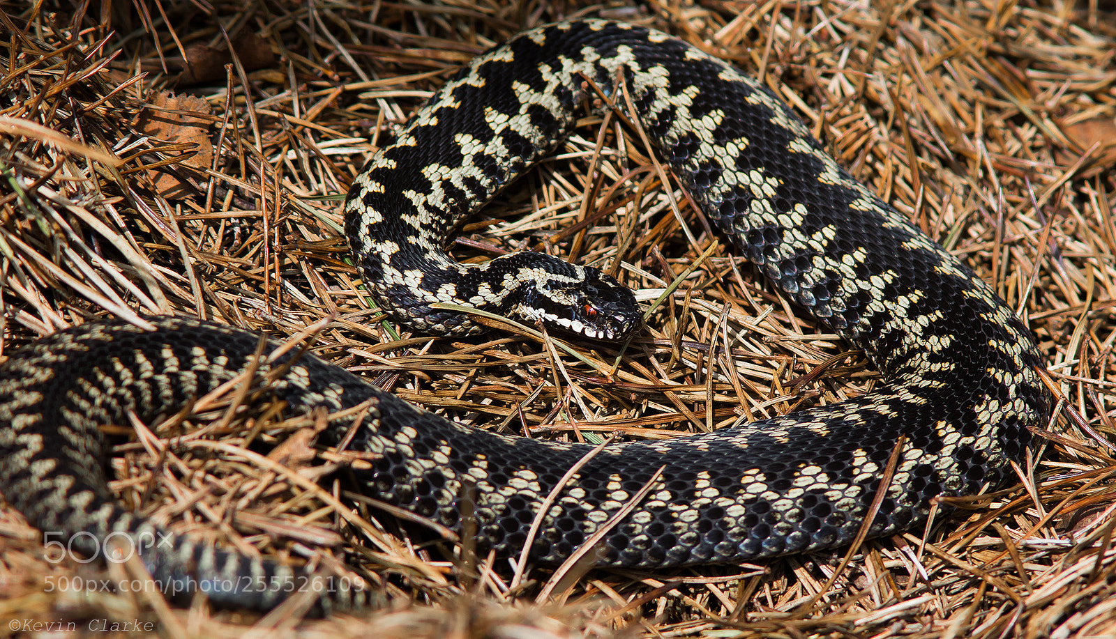 Canon EOS 7D Mark II sample photo. Male adder photography