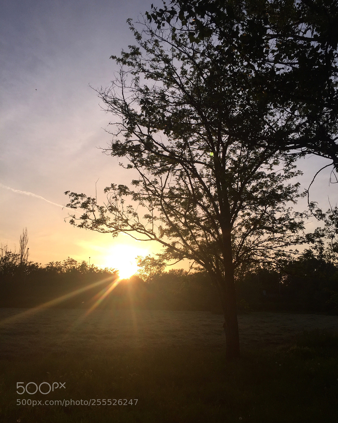 Apple iPhone 6 sample photo. Wonderful light photography