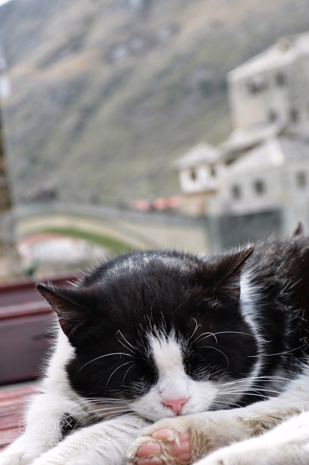 Nikon D5000 sample photo. Cat from mostar photography