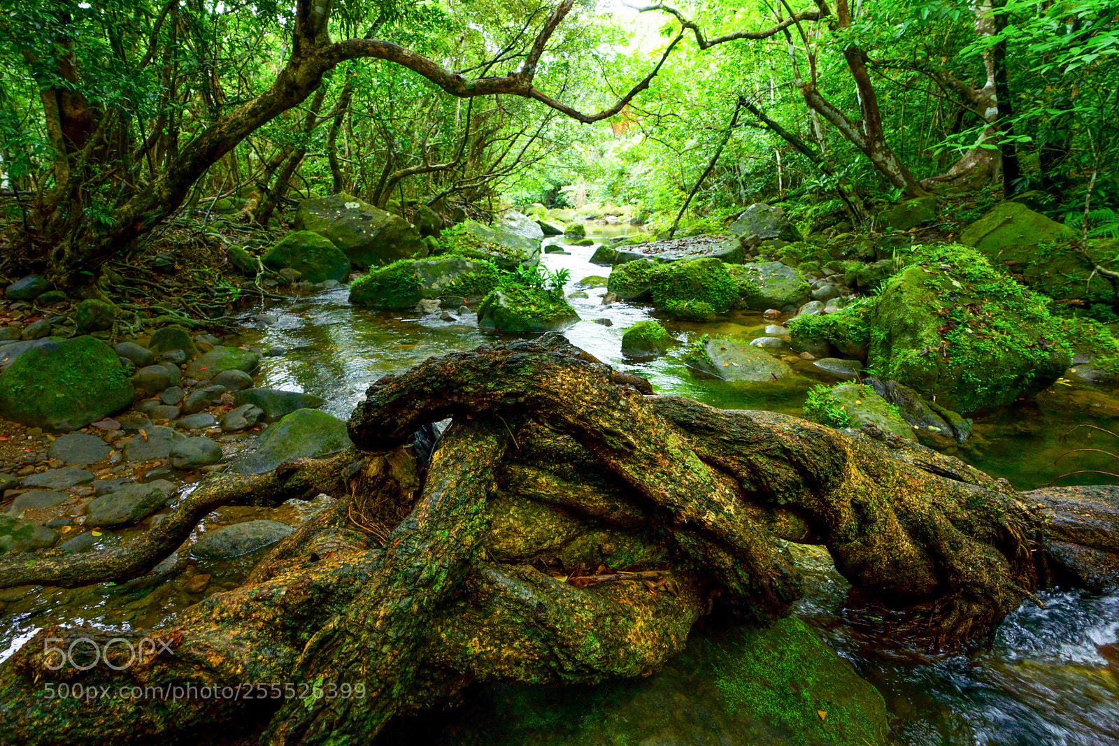 Sony a7R III sample photo. Rainforest photography