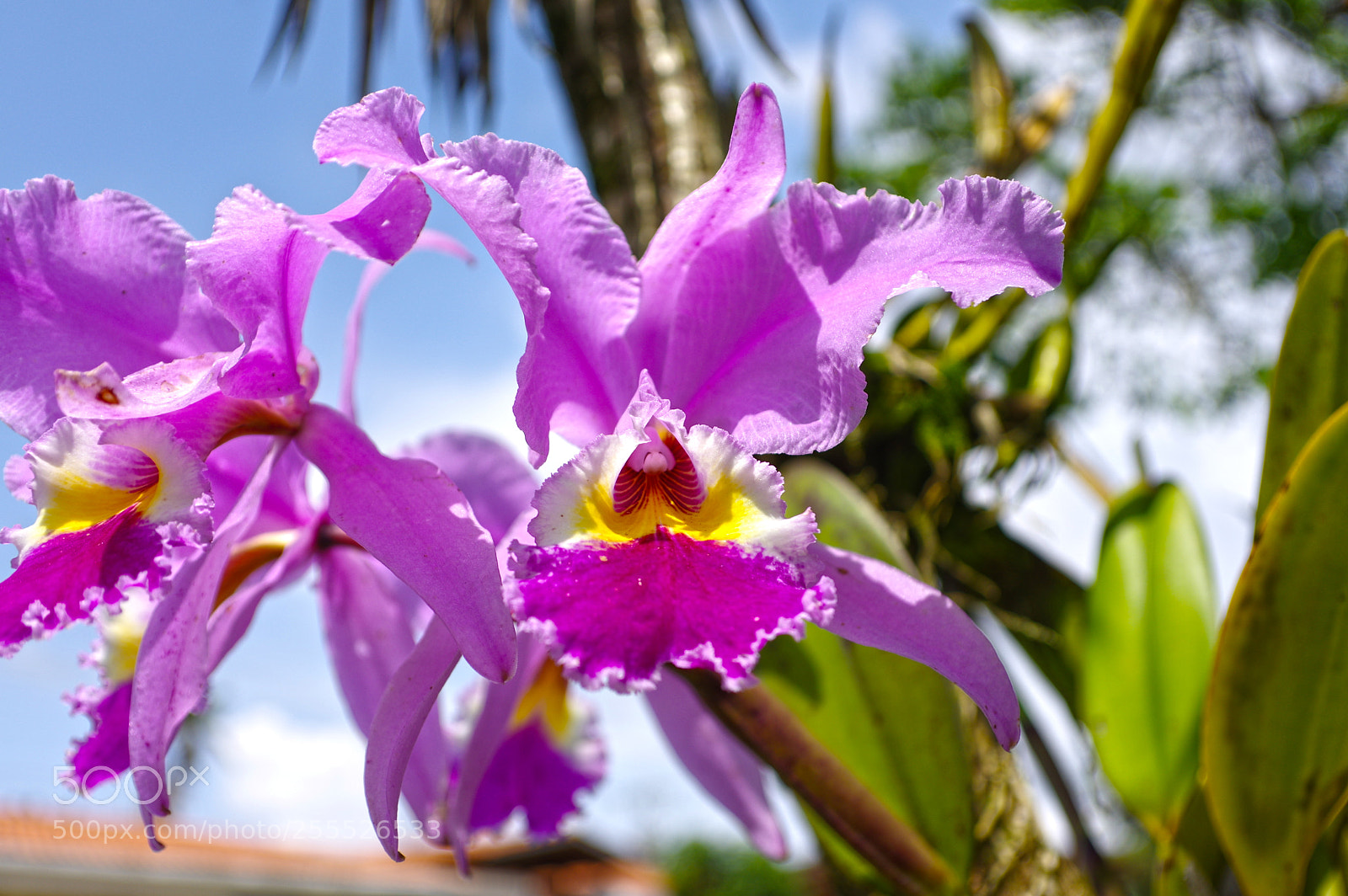 Pentax K-3 sample photo. Orquidea photography