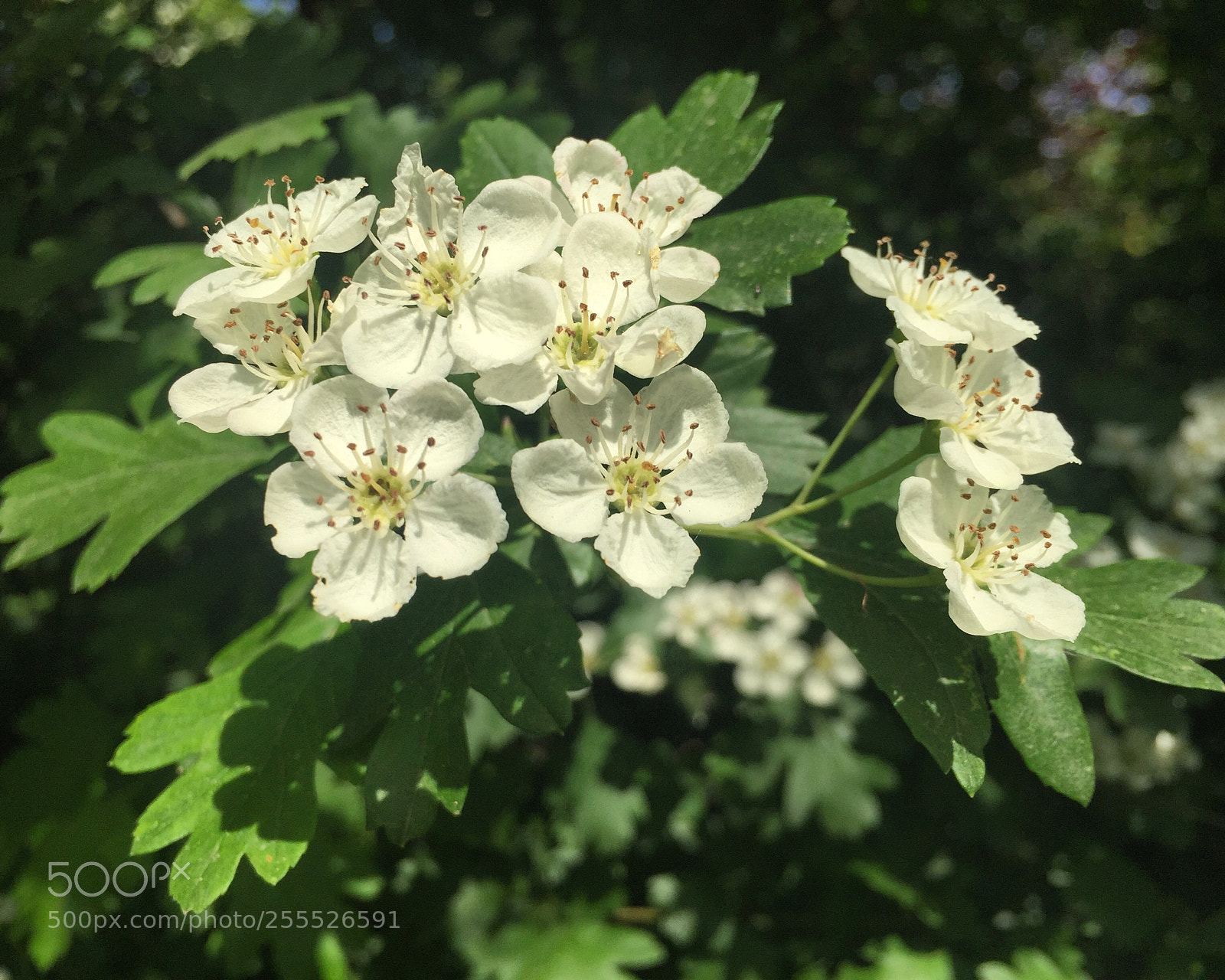 Apple iPhone 6 sample photo. Wonderful flowers photography