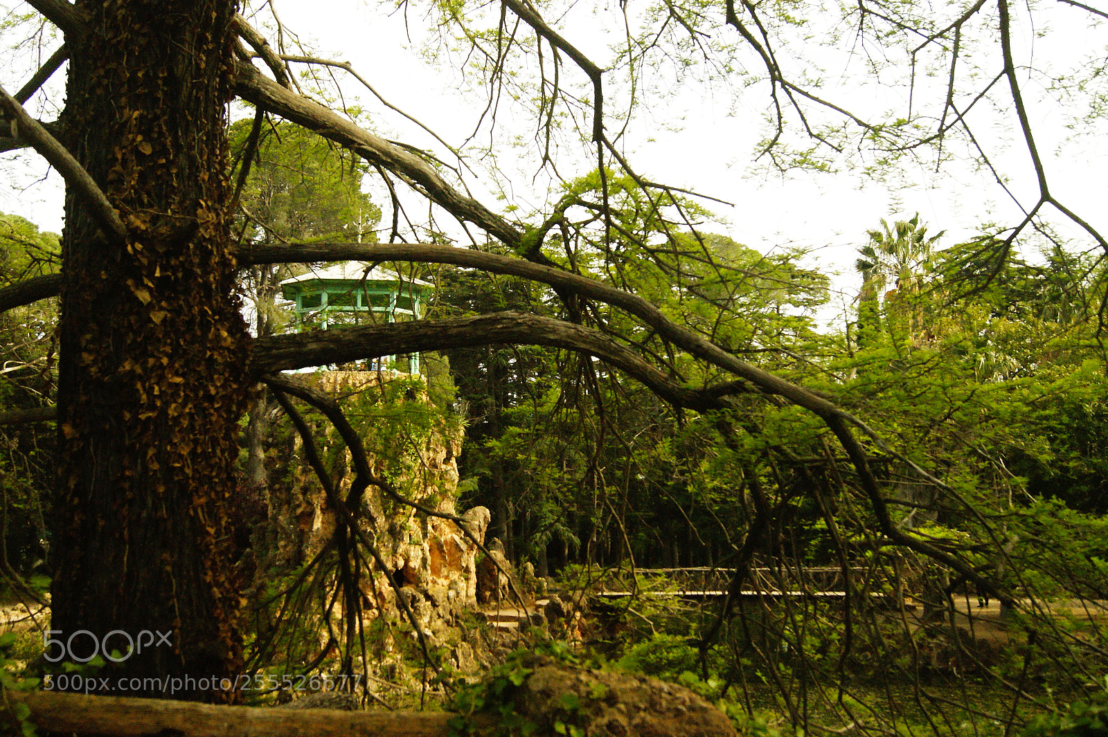 Sony Alpha DSLR-A290 sample photo. Natural park photography