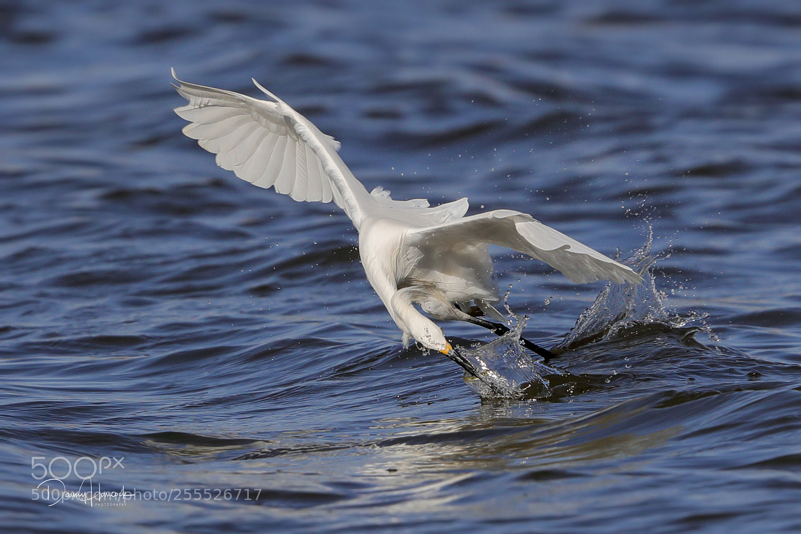 Canon EOS-1D X Mark II sample photo. Snowy egret with a photography