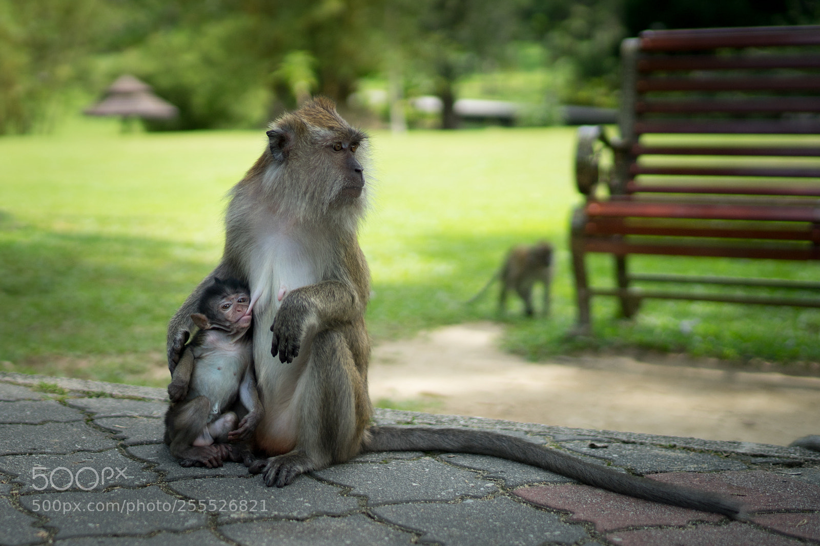 Sony a7 II sample photo. Monkey suckle photography