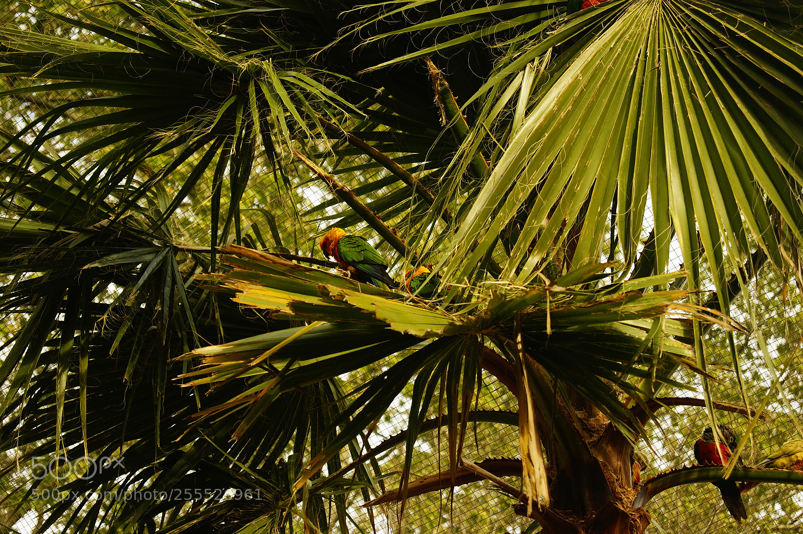 Sony Alpha DSLR-A290 sample photo. Animals photography