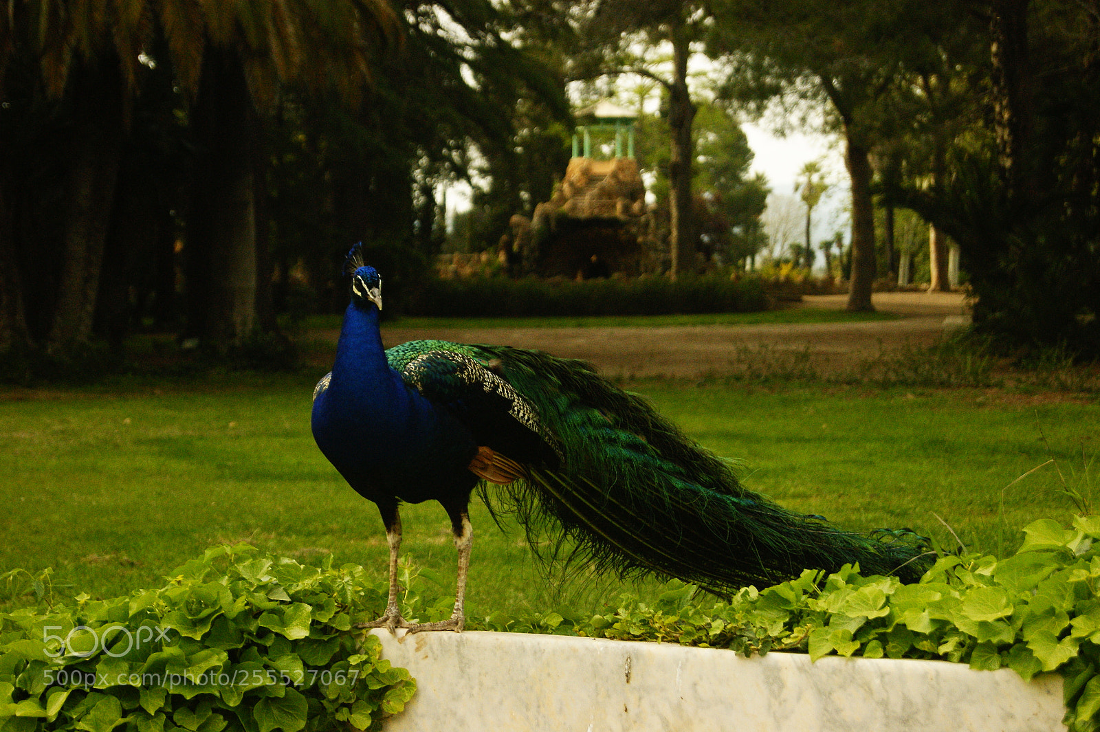 Sony Alpha DSLR-A290 sample photo. Majestic animal photography