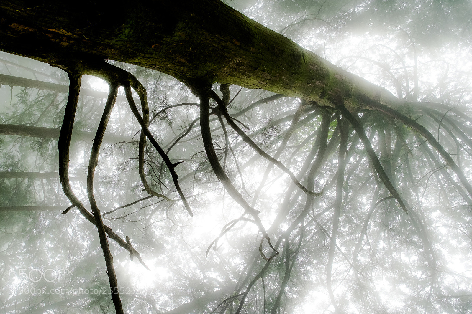 Fujifilm X-Pro1 sample photo. Mysterious forest (redux) xiv photography