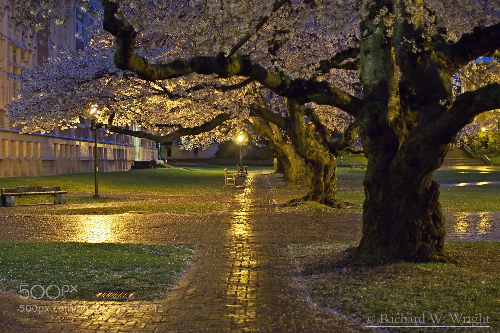 Olympus OM-D E-M5 sample photo. Under the cherry trees photography