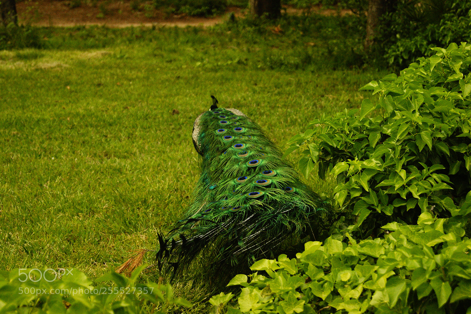 Sony Alpha DSLR-A290 sample photo. Green animals photography