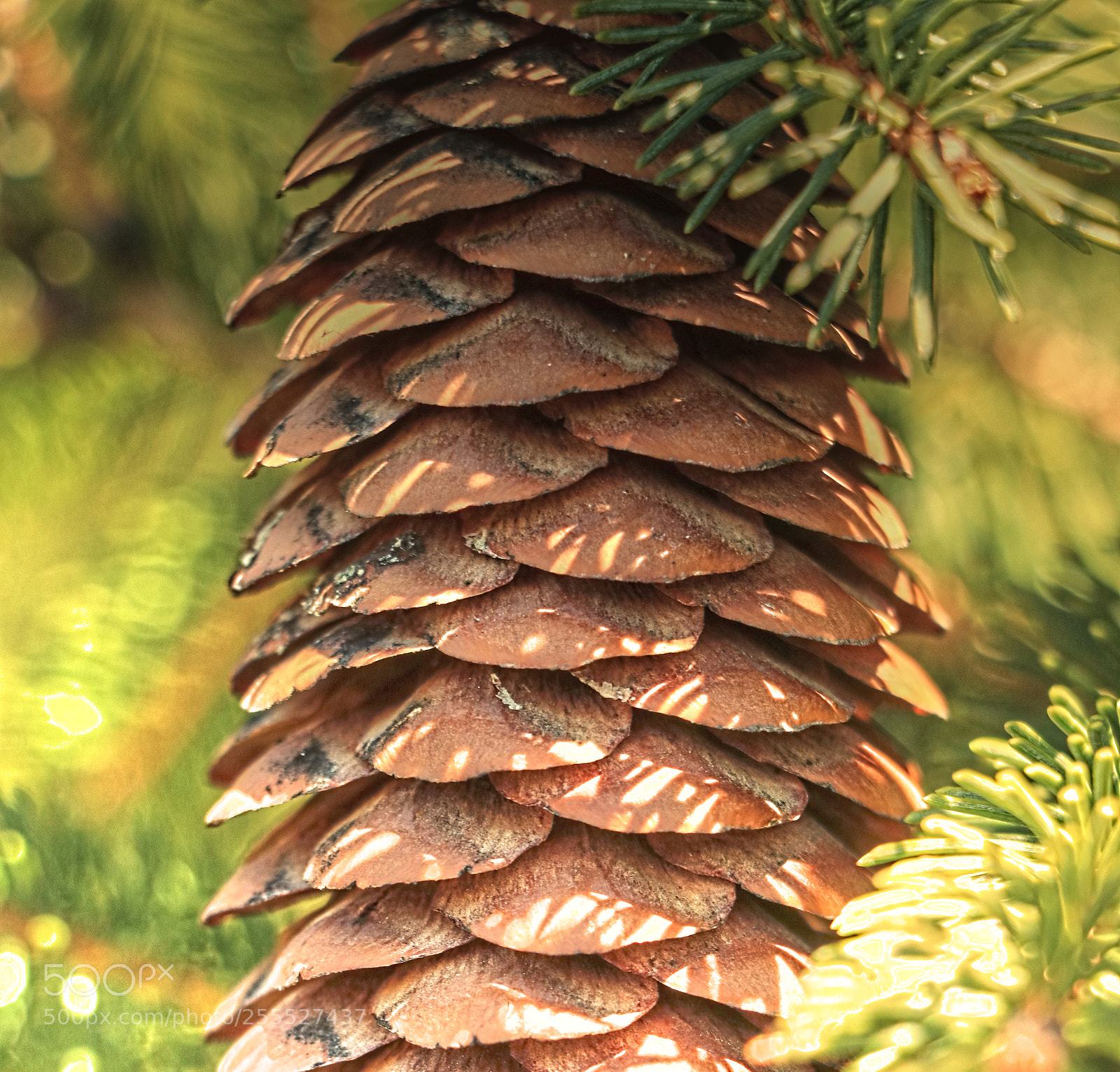 Canon EOS 80D sample photo. Pine cone bathed in photography
