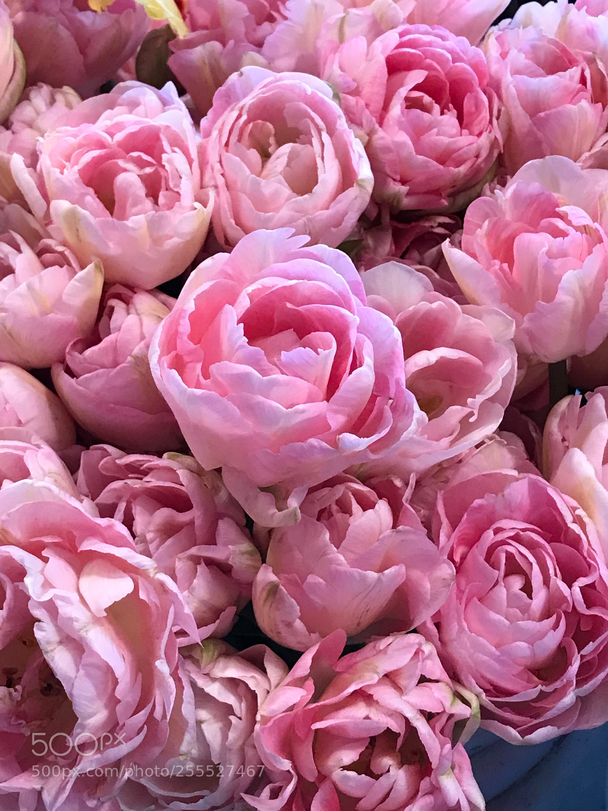 Apple iPhone 7 Plus sample photo. Think pink! photography