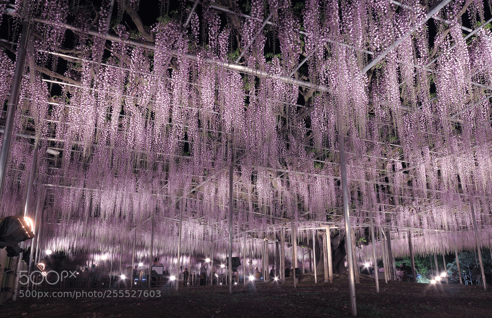 Canon EOS 600D (Rebel EOS T3i / EOS Kiss X5) sample photo. Night wisteria photography