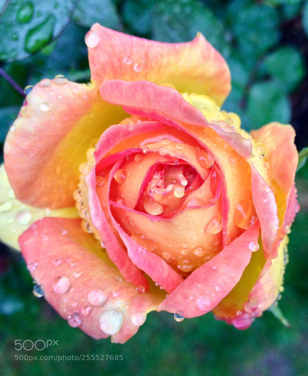 Apple iPhone 4S sample photo. Raindrops on roses... photography