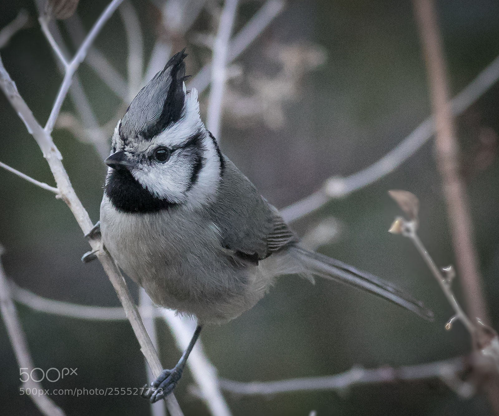 Canon EOS 7D Mark II sample photo. Bridled tit mouse photography
