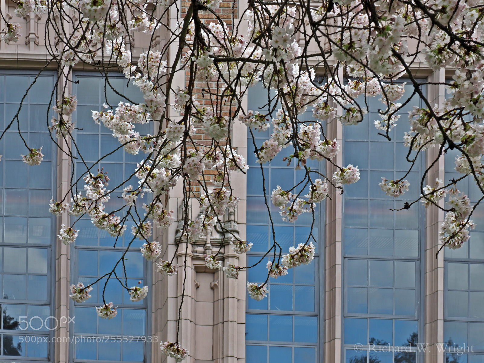 Olympus OM-D E-M1 Mark II sample photo. Cherry trees in the photography